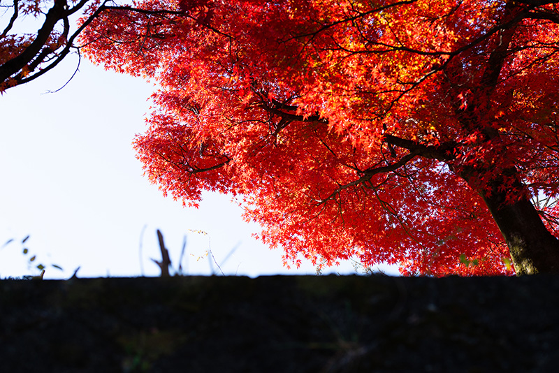 赤く綺麗に光る紅葉の写真