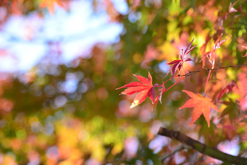 手前のあかいもみじにピントがあり背景に黄色や緑の紅葉がいい感じにぼけているもみじの写真です。