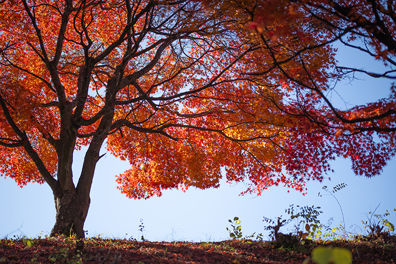 青空をバックに1本の紅葉の木が赤く光かっている青と赤いろのコントラストがいい写真です。