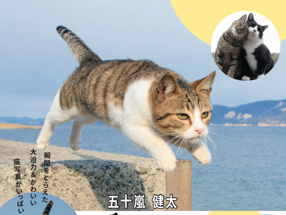 飛び猫　猫写真家　五十嵐健太さんの写真展のポスター画像