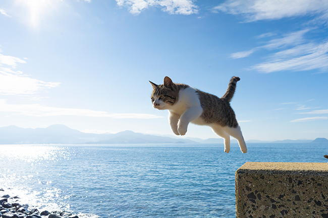 写真家の五十嵐健太氏が撮影した飛び猫でおなじみの青い海をバックに猫が飛び写る様子の画像です。