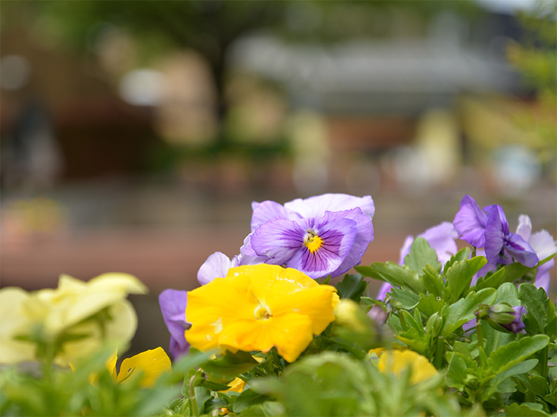 岐阜県各務原市のオアシスパーク園内に咲く、鮮やかな紫色と黄色のパンジーの花々。手前には緑の葉が茂り、奥には木々や建物の風景が心地よくぼけて広がっている。